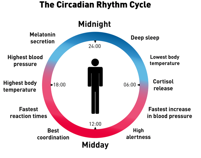 Graph showing a person's circadian rhythm throughout the day