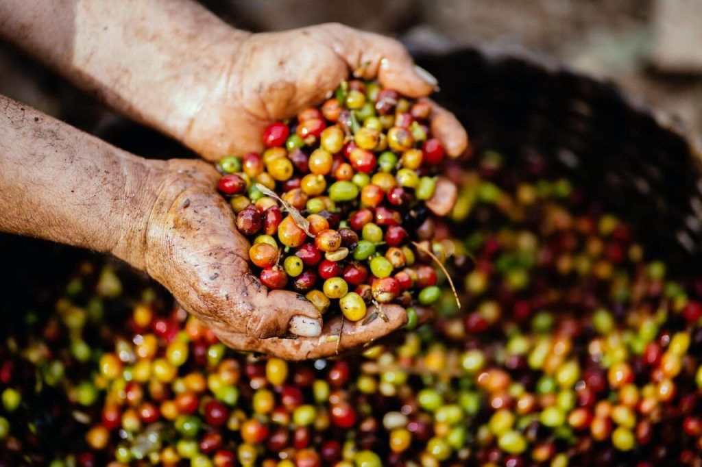 Two hands delicately holding coffee cherries, showcasing the beauty and importance of coffee cultivation.